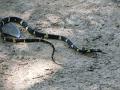 native house-snake